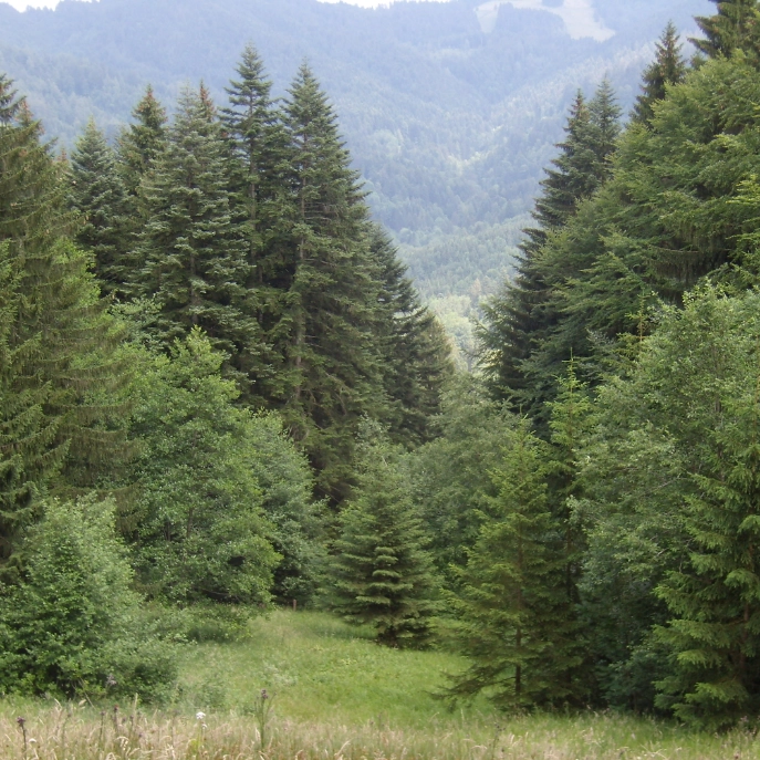 Strukturreicher Wald